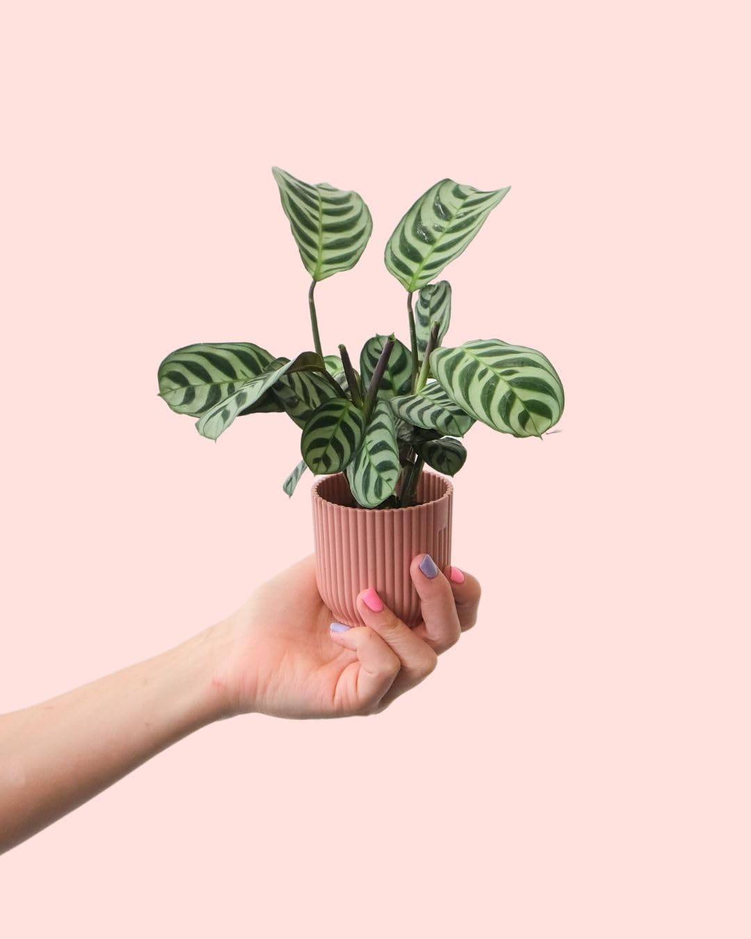 Pack 4x Mini Plantas Poca Luz | Plantas Interior | Pur Plant