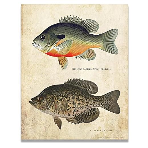 Apple Creek Antique Ice Fishing Lure Patent Poster Art Print Bluegill Black Crappie Bass Walleye Muskie Lures Poles 11x14 Wall Decor Pictures