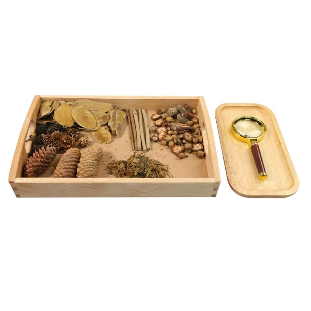 ttnmrc Montessori Nature Observation Science Kit, Magnifying Glass with Natural Objects Set, Sensory Exploration Tray