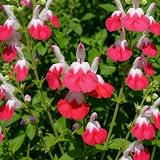Set of 2 Hot Lips Salvia Live Plants, 4-8 in, No Pot
