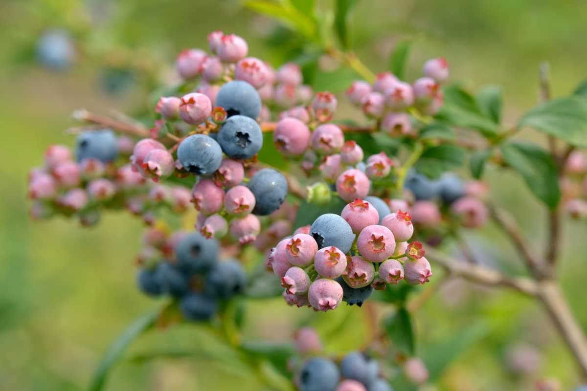Blueberry Plant for Planting, Highbush Blueberries Plants