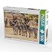 Produktbild CALVENDO Puzzle Zebras, Selous Game Reserve, Tansania 1000 Teile Lege-Größe 64 x 48 cm Foto-Puzzle Bild von Gerd-Uwe Neukamp