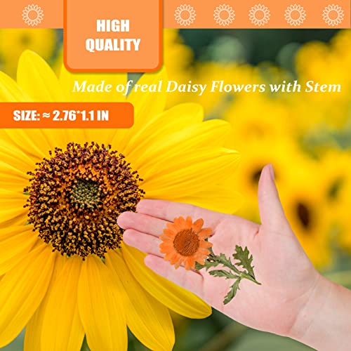 Flores secas de margarita naranja con tallo, 42 piezas miniatura 2
