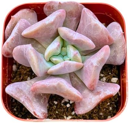Miniatura 4 de Echeveria Cubic Frost - Plantas suculentas únicas de 2 pulgadas, plantas suculentas vivas para principiantes, plantas de interior de fácil cuidado