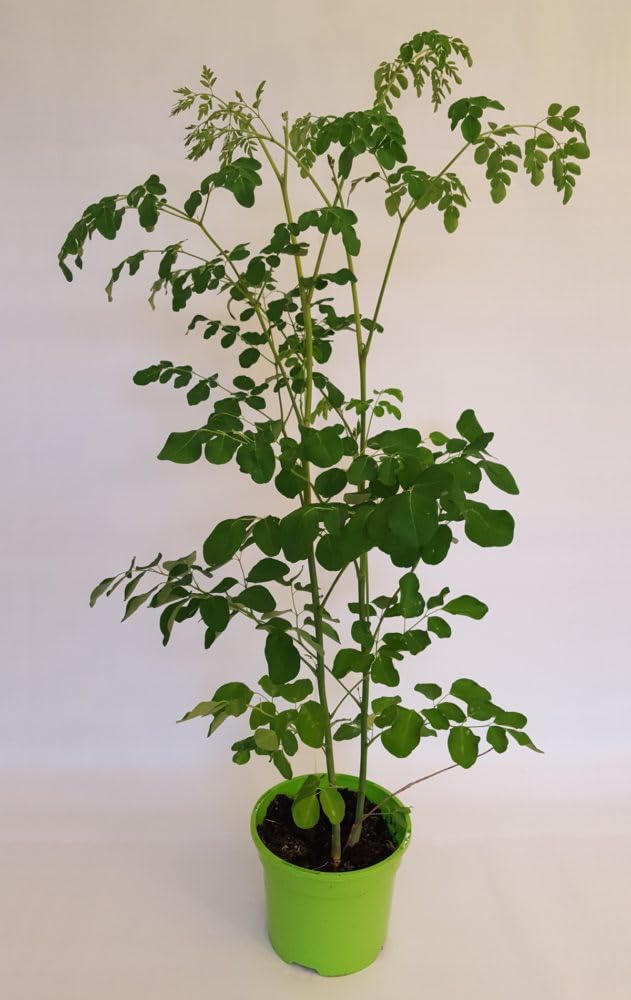 Moringa plant (Drumsticks) (B0CR91ZFH8) Amazon Price History, Amazon Price Tracker