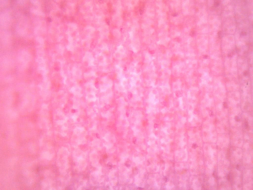 25pk Elodea, Submerged Leaf - Prepared Microscope Slides - 75 x 25mm - Classroom Pack, 25 Slides in Storage Case - Microscopy - Eisco Labs