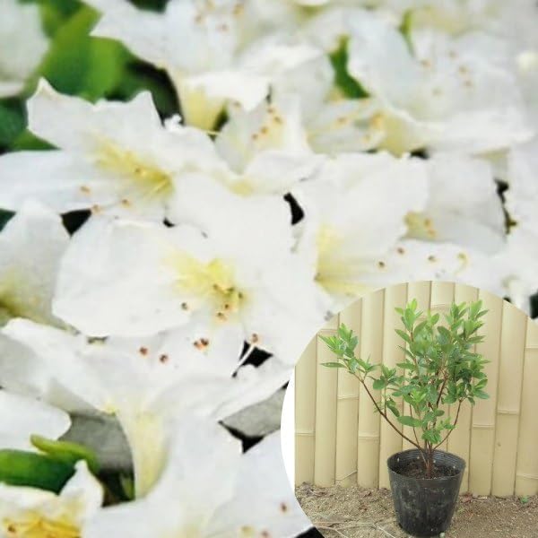 オリーブの木 古木 極太 9月23出 植物 🎳 盆栽 シンボルツリー