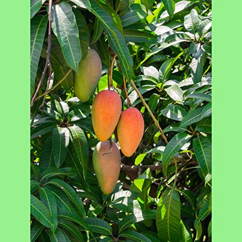 Image of rainbow mango live plant grafted P2 Hybrid Size 2 Feet to 2.5 feet