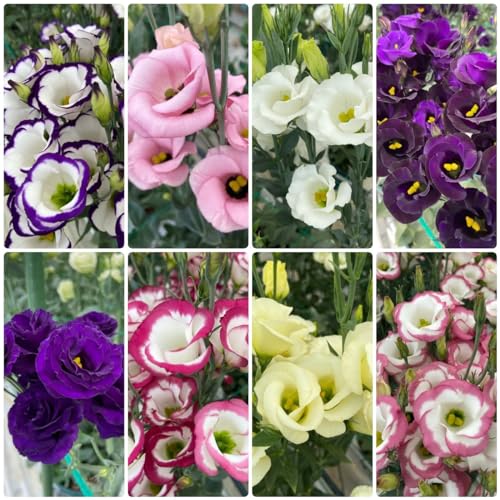 550 pcs eustoma samen kaufen - Lisianthus - bienenfreundliche blumensamen, garden (Eustoma grandiflorum) balkonblumen, winterharte stauden dauerblüher samen blumen, winterharte stauden