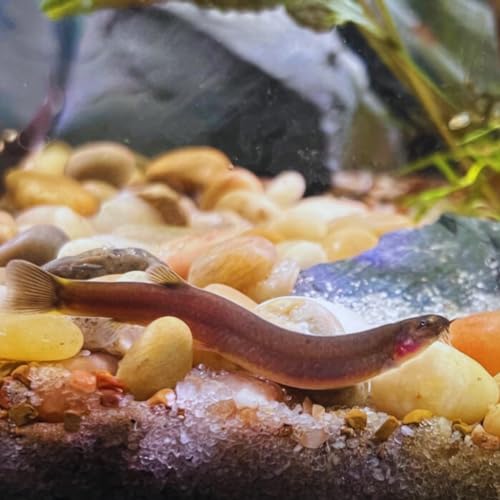 Black Kuhli Loach - Exotic Freshwater Fish (Pack of 6)