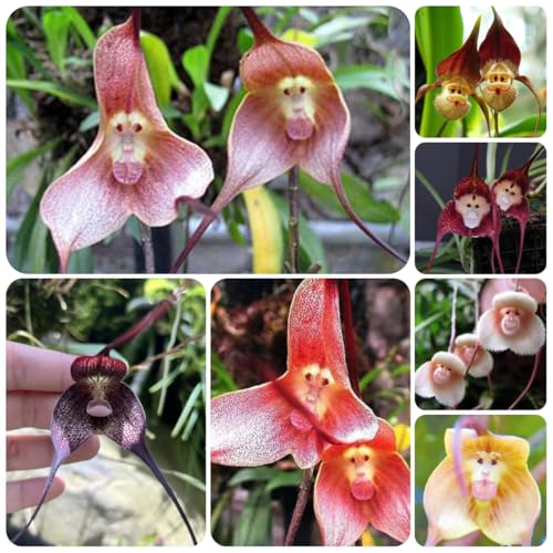 affen orchideesamen - exotische zimmerpflanzen balkon deko 10pcs