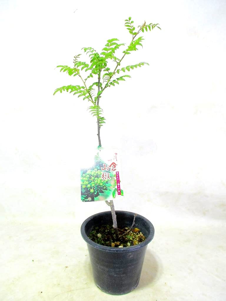 実がなる‼️トゲなし‼️朝倉山椒　苗木　4株‼️ Amazon.co.jp: 朝倉山椒 大実トゲ無し山椒 苗木 4号ポット 全高