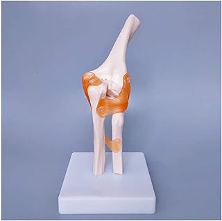 Study Model Elbow Joint Model - Human Skeleton Model Elbow Joint Model - Medical Anatomical Elbow Joint Model with Flexible Ligament - for Study Display Teaching Medical Model SaiFei