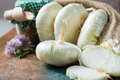 50 SEMI DI CIPOLLA GIARRATANA + OMAGGIO - SEMI FRESCHI