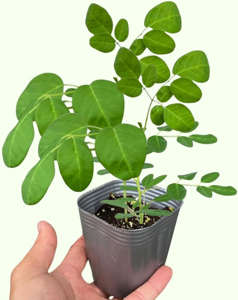 Malunggay Plant Live in Pot, 1 Moringa Oleifera Drumstick Horseradish Tree 6"-8" Tall from Bottom Pot for Planting