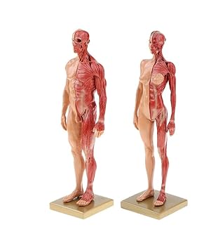 人体模型 AnatomyTools Female1:6Proportional figv2 AnatomyTools