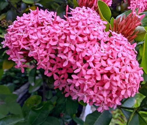 Image of Most Beautiful Fragrange Hybride inch Flower inchTree Plant Pack of 1|| For Home Garden Outdoor Live Flower Tree Plant (Pink Rangon)