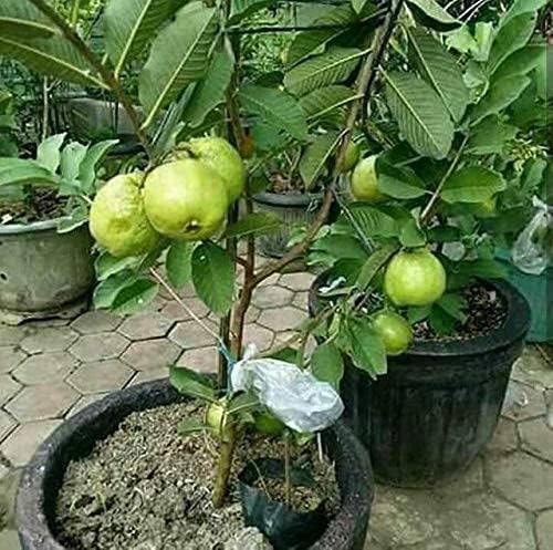 See full amazon price history chart for Cloud Farm Taiwan Pink Guava Rare Dwarf Variety Grafted Hybrid Plant Short Time Fruit Organic Hybrid Taiwan Pink Guava Fruit Hybrid Plant (Hight 1.5-2 FT Color: pink), CF_GN_25 Cloud Farm Taiwan Pink Guava Rare Dwarf Variety Grafted Hybrid Plant Short Time Fruit Organic Hybrid Taiwan Pink Guava Fruit Hybrid Plant (Hight 1.5-2 FT Color: pink), CF_GN_25 (B0DDX3J8H2) Amazon Price History, Amazon Price Tracker