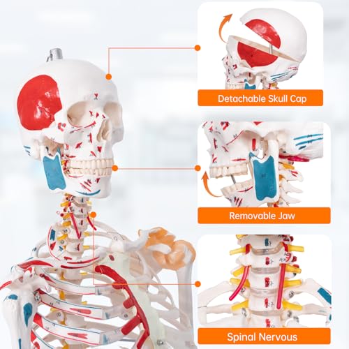Image of 70.8 inch Human Anatomy Model,Skeleton Model Muscle Insertion & Ligaments