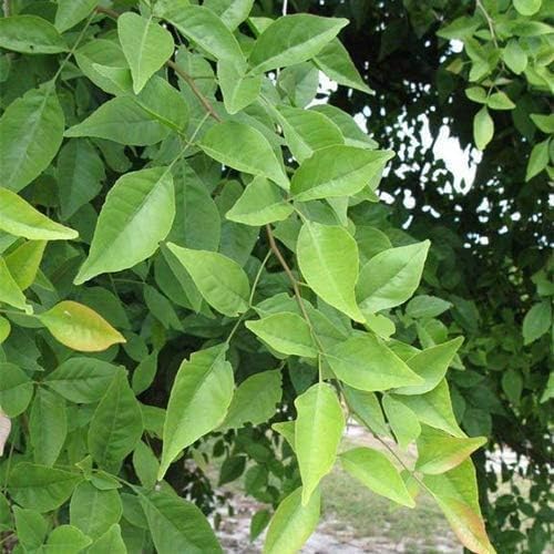 Image of Bel Patra Live Plant with Pot | Bilva Plant | Aegle Marmelos Green Sacred Plant | Home Garden Balcony Terrace Outdoor Gardening | Pooja Use | Potted Bel Tree Plant | Natural Plant | 1 Piece