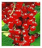 BALDUR Garten Johannisbeeren 'Rote Rovada', 1 Strauch, Ribes rubrum Johannisbeerstrauch Beerenobst winterhart, mehrjährig, pflegeleicht, reiche Ernte an essbaren Früchten
