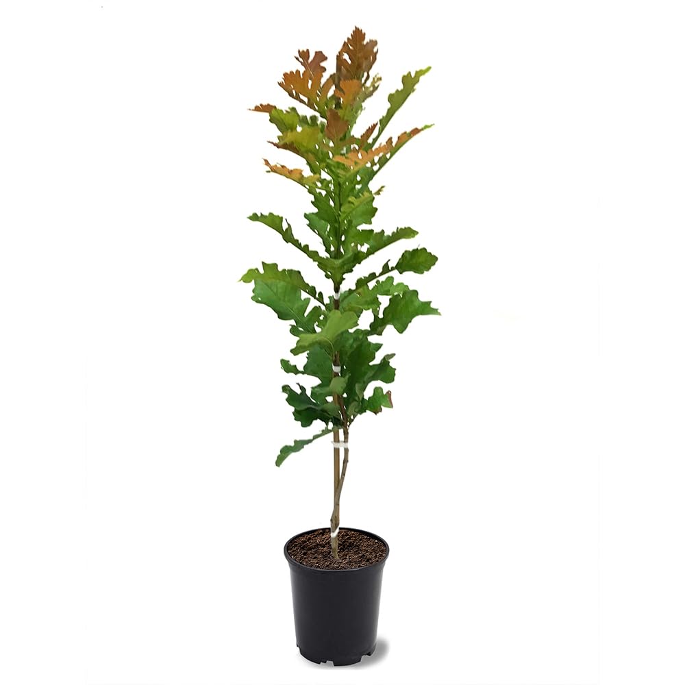 Generic Bur Oak, Canopy Tree, Acorn Bearing Tree, Deciduous, 1 gal, Nursery Pot, Green