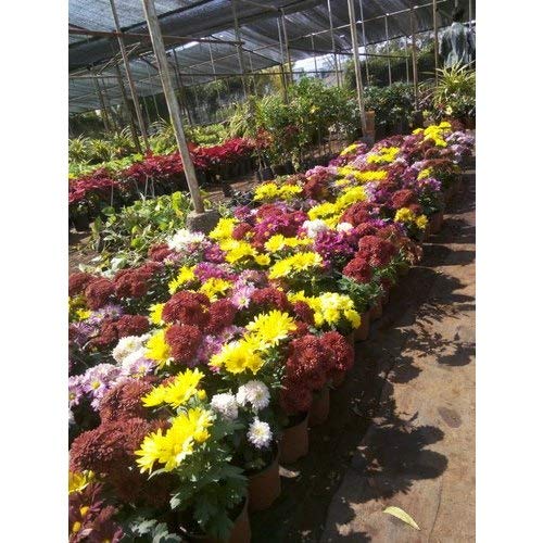 Plants Point-GULDAUDI Flower Plant (B081P8KQ7D) Amazon Price History, Amazon Price Tracker