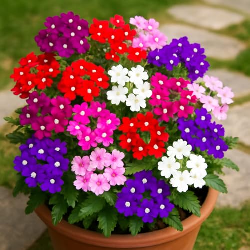 50 semillas para sembrar - Le Grenier d'Abondance - Verbena Híbrida Variada - Verbena hybrida