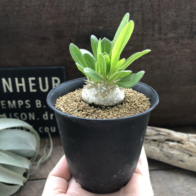 Amazon | パキポディウム・ブレビカウレ 恵比寿笑い 7.5cm鉢 | ノー