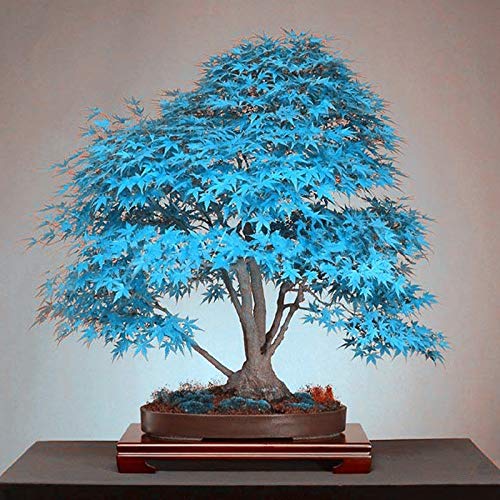 Image of 65Pcs Blue Maple Seeds Yellow Red Ese Maple Balcony Seeds For Home Garden Flower : Blue