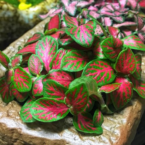 semillas de Fittonia - de interior purificadoras aire invernaderos balcón balcón oficina decorativas exóticas productos sostenibles verdes resistente 160pcs