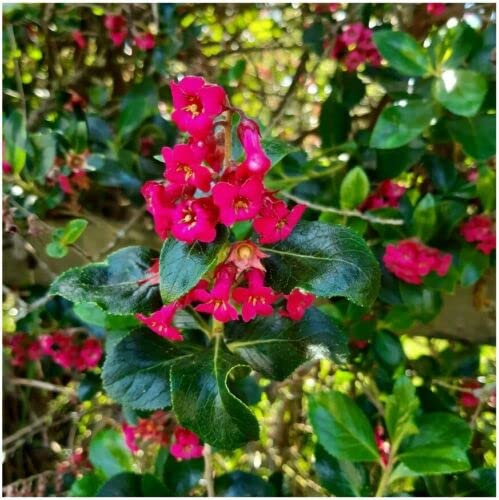 25 x Escallonia Rubra Macrantha in 9cm pots
