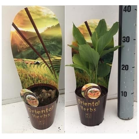 Curcuma Longa Turmeric Plant in Pot Cover