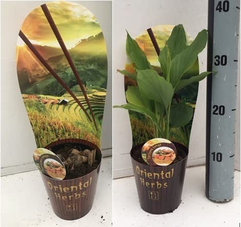 Curcuma Longa Turmeric Plant Herbs Potted in 12 cm Pot Approx 30 cm Tall