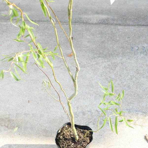Amazon.co.jp: 庭木・植木 苗木 花材：雲竜柳（うんりゅうやなぎ