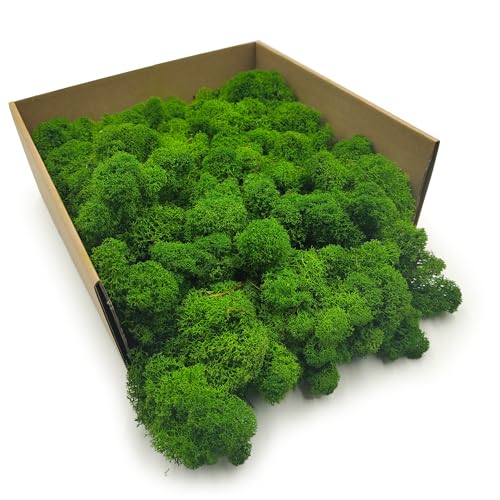 Enchanted Moos Konserviertes Rentiermoos Stabilisiert Deko Moos Zum Basteln DIY Für Mosbilder Floristik Natur Finnisch Waldgrün 500 g