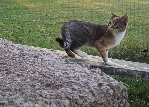 Worldbuilding With Another 5 Working Animals (Part 2)