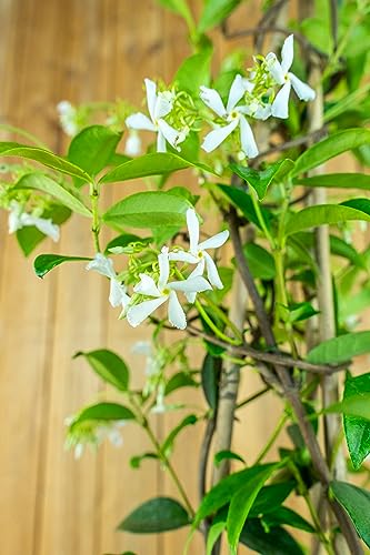 Jasmin Kletterpflanze Die 15 besten Produkte im Vergleich