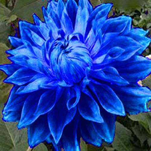 Image of BIGREEN Blue Fireball Dahlia Flower Plant | Live Outdoor & Indoor Flowering Plant for Home Garden, Balcony & Terrace Decoration | Seasonal Live Plant