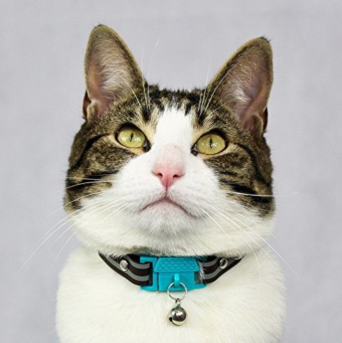 Image of Kittyrama Havana Cat Collar. Award Winning. As Seen in British Vogue. Other Styles and Colors Available. for Adult Cats