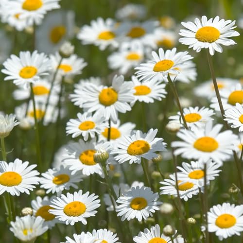 How many petals does a daisy have How many petals does a daisy have
