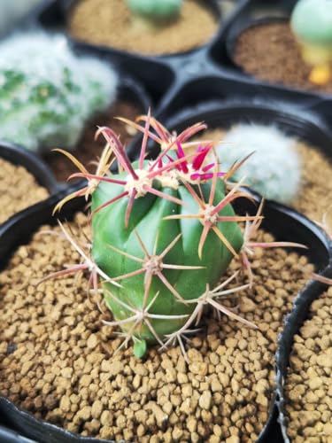 観葉植物 フェロカクタス」の人気商品一覧 | 安い商品を通販サイトから