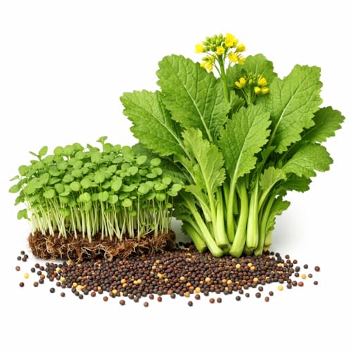 Image of Mustard Microgreen Seeds, Chemical-Free Non-GMO, 100 gm Pack with Coco Disk, Rich in Antioxidants and Nutrients, Grown in India