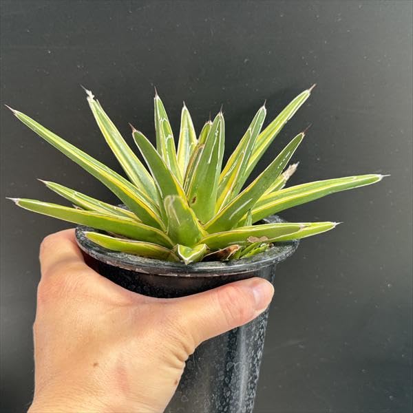 Amazon｜多肉植物 ：アガベ 笹の雪錦 黄覆輪*L｜観葉植物