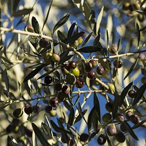 Farchioni - Extra Virgin Italian Olive Oil Tin Can (3 Litre)