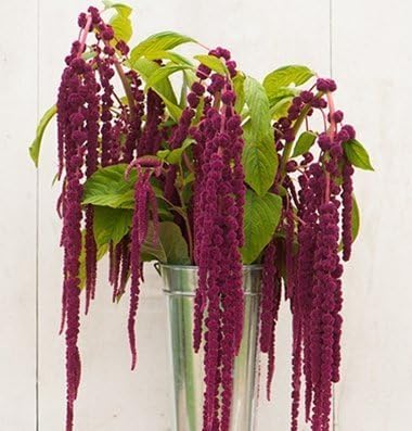 David's Garden Seeds Flower Amaranth Love Lies Bleeding 1139 (Purple) 100 Non-GMO, Heirloom Seeds