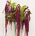 David's Garden Seeds Flower Amaranthus Love Lies Bleeding OS1139 (Purple) 200 Heirloom Seeds