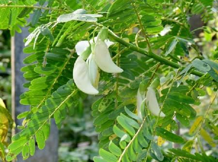 Agat tree seeds