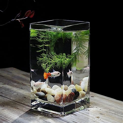 Aquarium de bureau en verre épais premium et base en bois