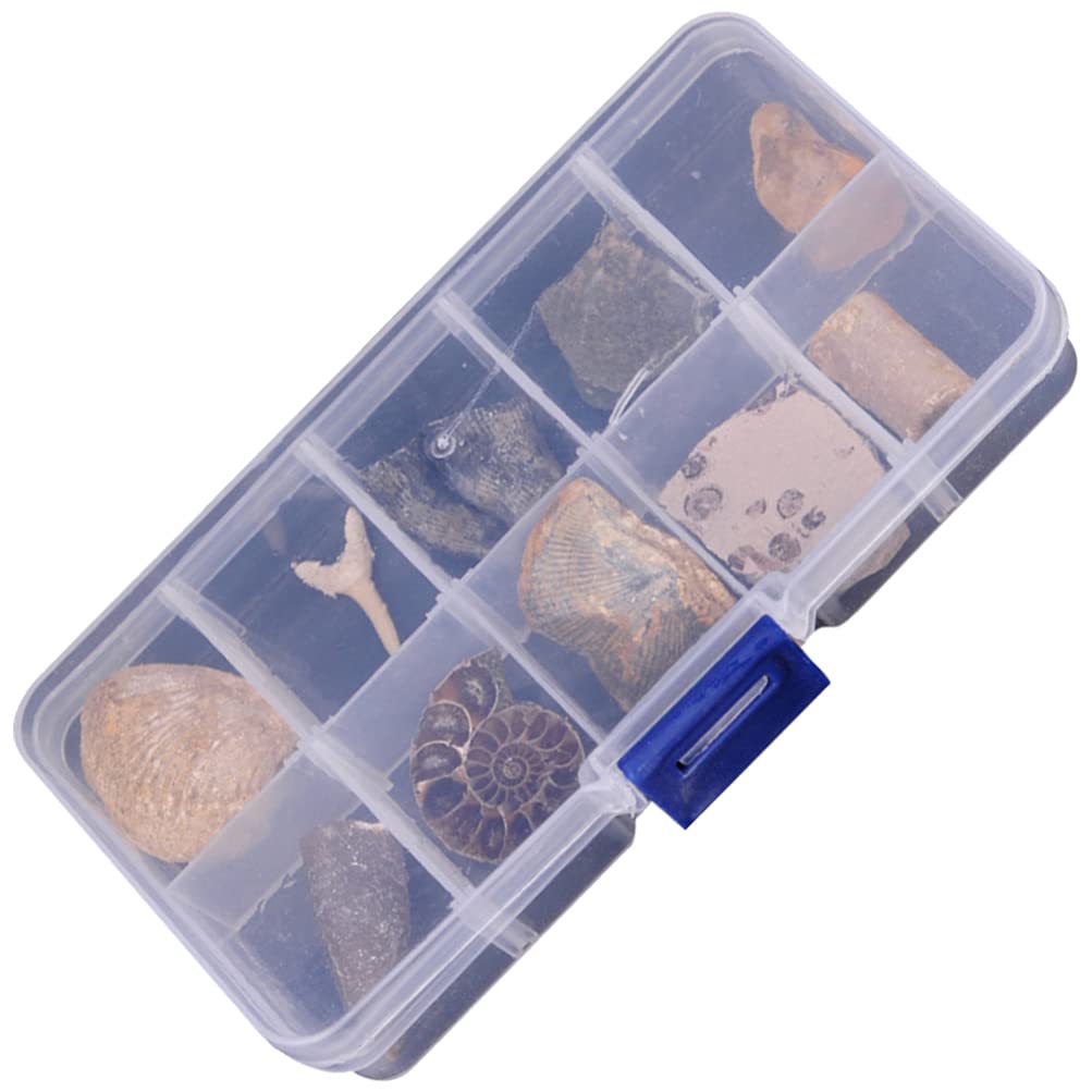 10 Pack Fossil Collection Kit Paleontology Fossil Specimens Trilobite Amber Fossil Science Teaching Materials